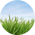 Close Up Image of Grass With Blue Skies